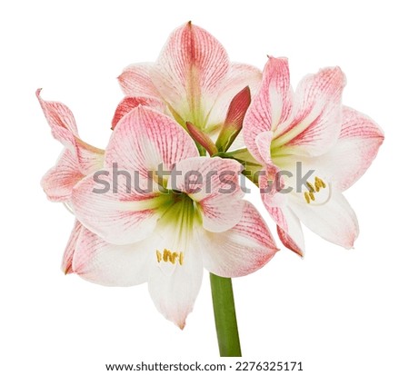 Hippeastrum or Amaryllis flowers ,Pink amaryllis flowers isolated on white background, with clipping path                                                                                             