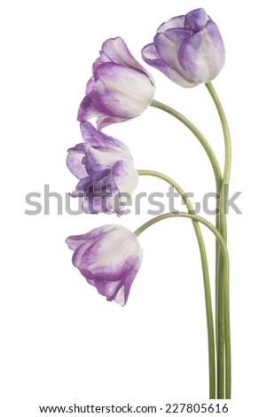 Studio Shot of Magenta and White Colored Tulip Flowers Isolated on White Background. Large Depth of Field (DOF). Macro. National Flower of The Netherlands, Turkey and Hungary.