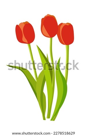 Red tulips on a white background. Flowers vector illustration for card, poster, print.