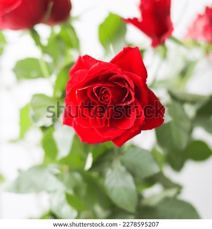 Red rose flower in a bouquet. 