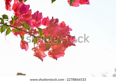 Bougainvillea flowers under sunshine in the park, Blooming  bougainvillea flowers background.  bougainvillea flowers texture . Close-up Bougainvillea tree with flowers