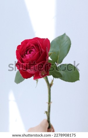 pink red rose roses lovely romantic