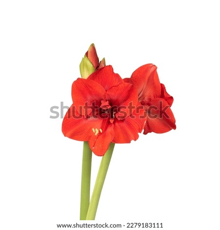 Red lily flower. Decorative flower, isolated.