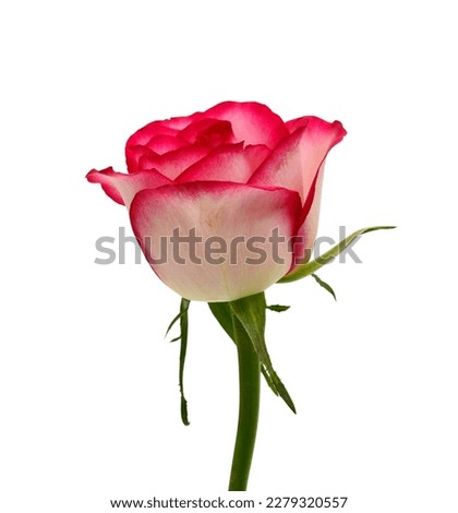 Rose flower isolated on white background