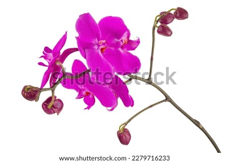The branch with violet orchid bud and flowers. Image isolated on a white background