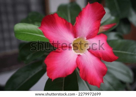 what a beautiful red flower in the cloudy day