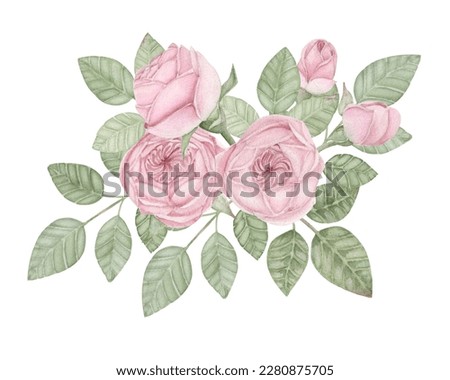 watercolor floral bouquet of pink peony rose flowers, buds and leaves, PNG botanical illustration on transparent background