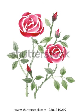 Red Roses flowers isolated on white background. Watercolor and ink illustration of flowers. Traditional oriental art painting sumi-e, u-sin, go-hua. For greeting cards, invitation.