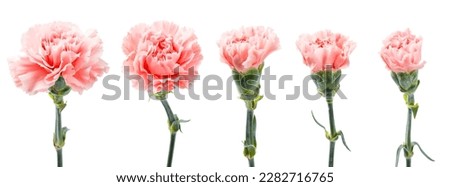 Fresh carnation flower isolated on white background.