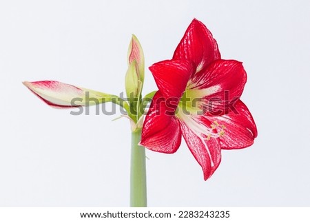 Beautiful Amaryllis Flamenco Queen isolated on white background. Red and white hippeastrum.