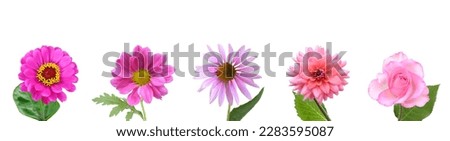 Assorted of pink flower branches with clipping path 