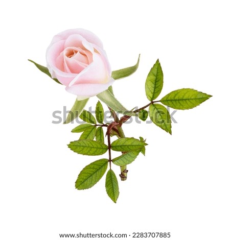 Light pink rose blossom on white background isolated on white background, as a gift for holiday card. Floral symbol of spring, heat and sun, png, DOF. Shallow depth of field