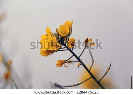 A spike of mustard flower