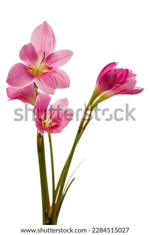 Flowers of Zephyranthes also known as Rain Lily, Rain Flower, Zephyr Lily, Storm Lily, Wind Flower. Flowers isolated on white background.