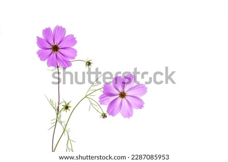 Close-up and top angle view of two pink cosmos flowers with petals and leaves on white floor, South Korea
