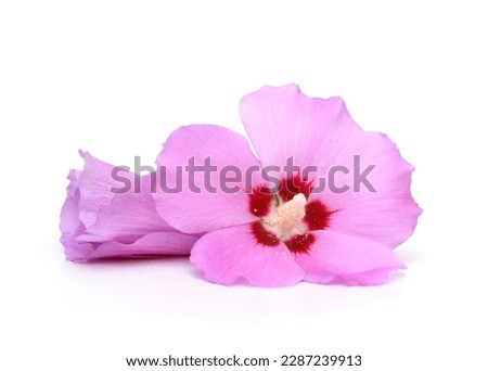 A blooming hibiscus on white background