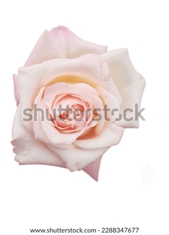 beautiful roses on white background 