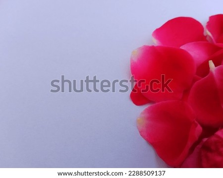 red rose patels in white background 