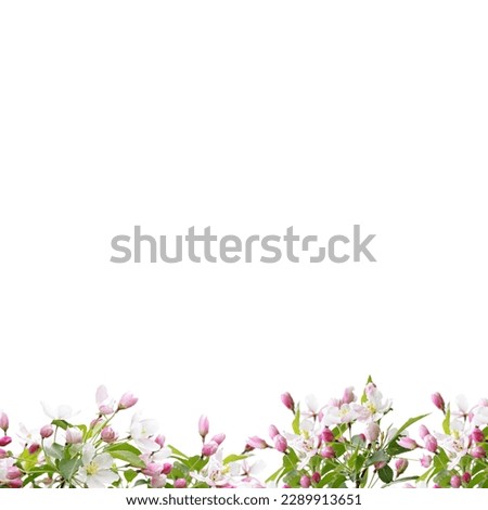 flowers frame with white background