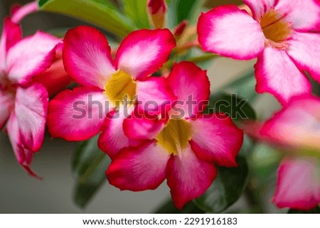 Pink white desert rose (Adenium obesum) or Sabi star, kudu, mock azalea, impala lily is a poisonous species of flowering plant – tribe Nerieae of the subfamily Apocynoideae of the dogbane family. 