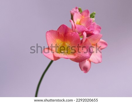 Pink - Orange Freesia in bloom, genus Anomatheca, on lilac pink bakground