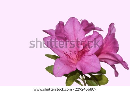 Isolated close up pink Rhododendron for decoration