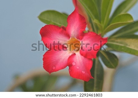 Close up of beautiful red adenium flower