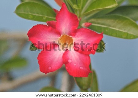 Close up of beautiful red adenium flower
