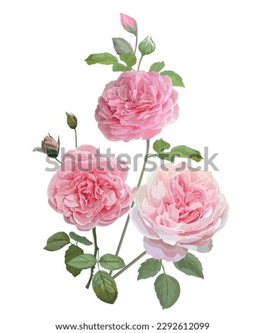 Pink Roses isolated on white background vector illustration