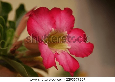 Red flower with beautiful color