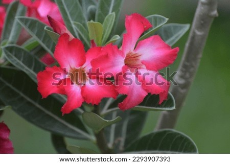 Beautiful red Adenium, Desert Rose