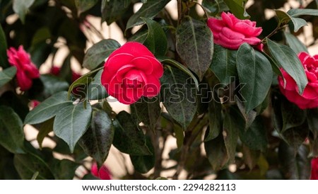 red camellia flowers blooming outdoors