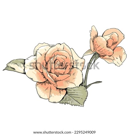 Rose Flower Cartoon Illustration With Simple Colors. Isolated in White
