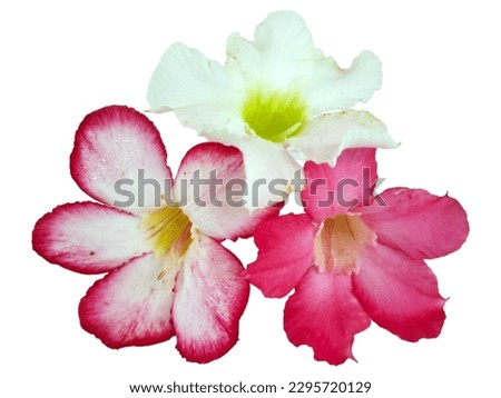 Close up of Tropical flower Pink Adenium. Desert rose on isolated white background