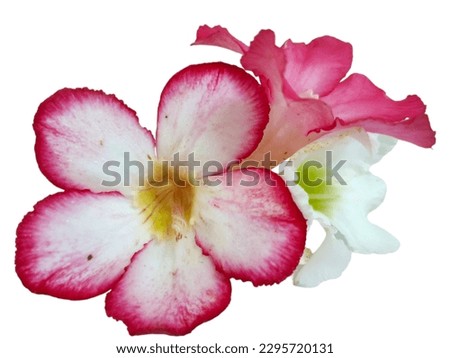 Close up of Tropical flower Pink Adenium. Desert rose on isolated white background