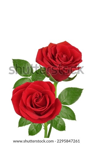 red rose isolated on white background 
