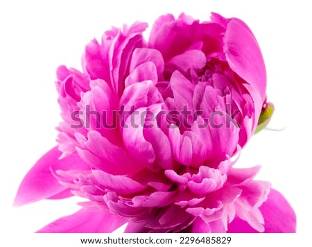 Pink peony flower on a white background. Detail for design. Design elements. Macro. Background for business cards, postcards and posters.