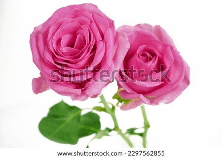 Pink Roses flowers bouquet isolated on white background. Closeup. 