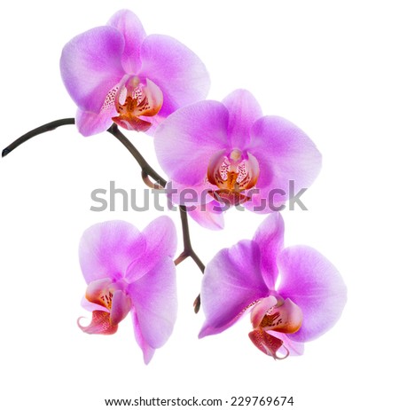 closeup of blooming  beautiful branch lilac orchid is isolated on white background 