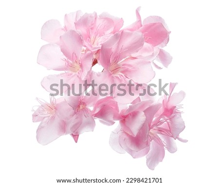 Nerium oleander, Pink oleander flowers isolated on white background with clipping path                                                                                                                  