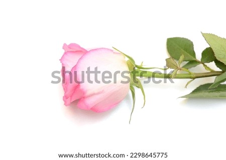 Pink rose gift on white