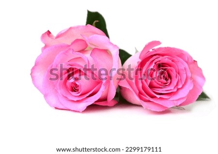 Pink rose with leaves isolated on white background