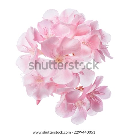 Nerium oleander, Pink oleander flowers isolated on white background with clipping path                                                                                                                  