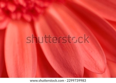 abstract teture background with red gerbera daisy flower petals