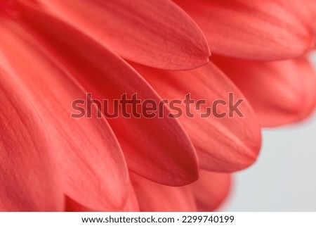 close up abstract picture of red gerbera daisy flower petals, concept of blooming and freshness