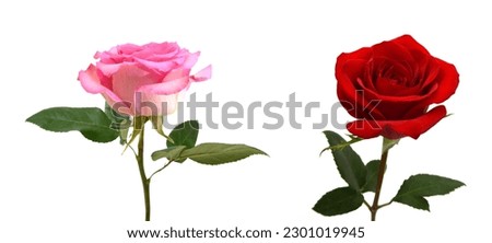 Red and pink roses isolated on white background 