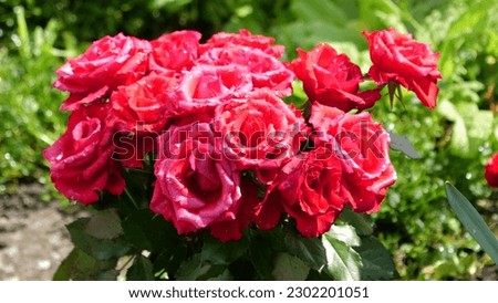 Closeup of wet bouquet of red roses with raindrops in flower garden at Ziefen Baselland in Switzerland.