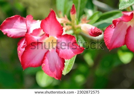 Desert rose,  APOCYACEAE or Adenium obesum or Mock Azalea or Pinkbignonia or Impala lily or pink flowers