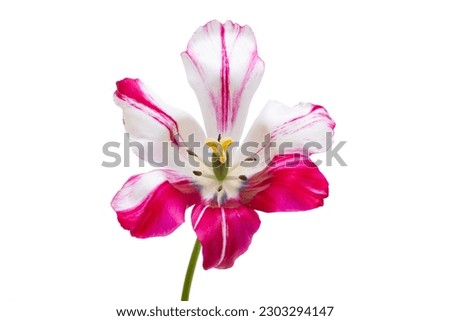variegated tulips isolated on white background