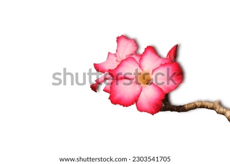 Close-up isolated image of a pink azalea flower on a white background.